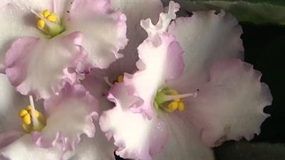 African Violets
